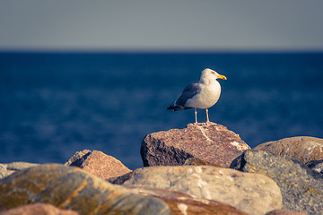 Image showing Seagull standing on big stones