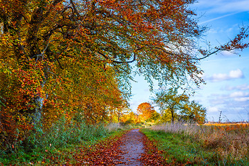 Image showing Nature path in the fall