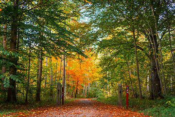 Image showing Nature path in a danish forest at autumn