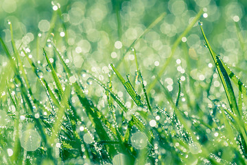 Image showing Dew on green grass