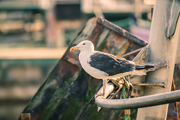 Image showing Seagull on a boat