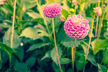 Image showing Dahlia flowers in the garden