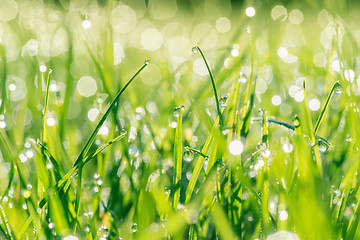 Image showing Fresh grass with droplets