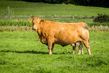 Image showing Big cow standing on a field