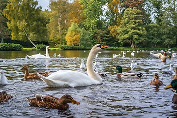 Image showing Swans and ducks in the water