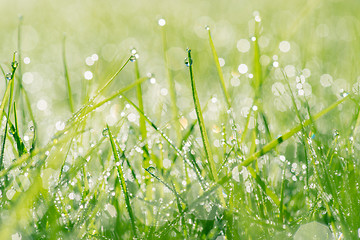 Image showing Raindrops on fresh grass