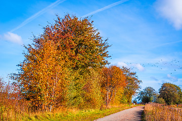 Image showing Path going through a autumn landscape