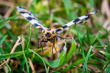 Image showing Abraxas grossulariata butterfly flying over grass