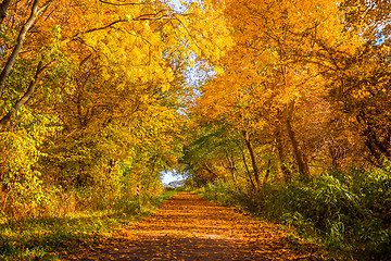 Image showing Autumn tree by a path