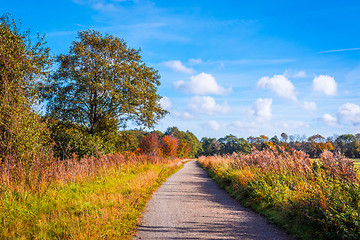 Image showing Colorful trees by a trail