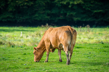 Image showing Cow alone on grass