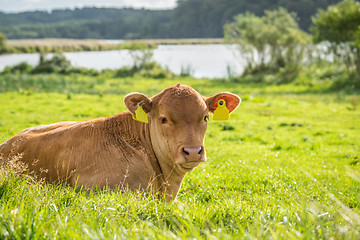 Image showing Calf in the green grass