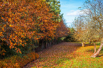 Image showing Colorful trees in a garden in the autumn