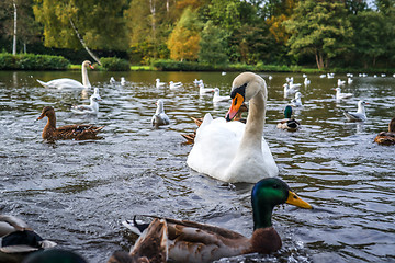 Image showing Birds in a lake