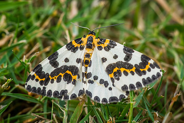 Image showing Abraxas grossulariata butterfly in the grass