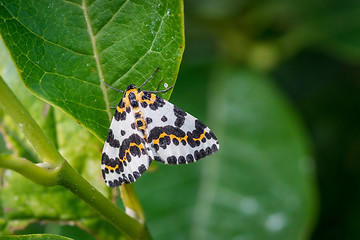 Image showing Harlekin butterfly in a green garden