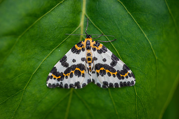 Image showing Harlekin butterfly on a green leaf background