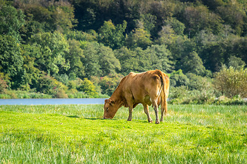 Image showing Cow grazing in the nature