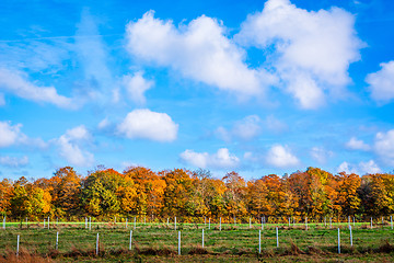 Image showing Landscape with trees in the autumn