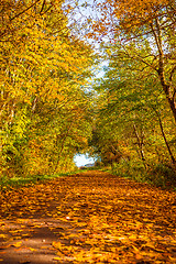 Image showing Autumn leaves on a path