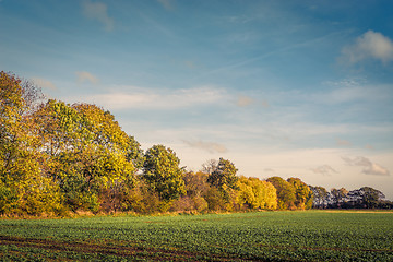 Image showing Colorful tree by a field