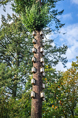 Image showing Bird nests in a tall tree