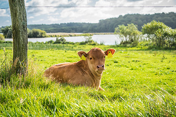 Image showing Calf relaxing in the grass