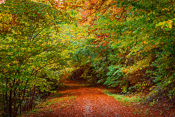 Image showing Autumn leaves on the forest floor