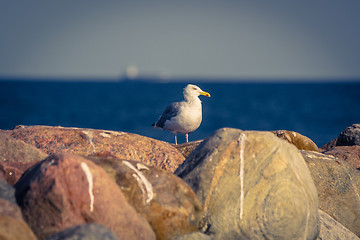 Image showing Seagull standing on big rocks