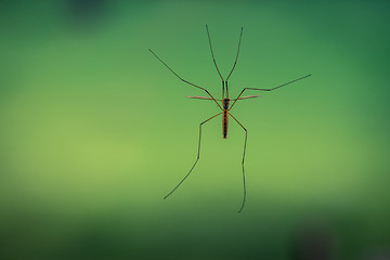 Image showing Crane fly on a green background