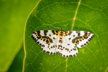 Image showing Abraxas grossulariata butterfly on a large leaf