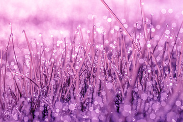Image showing Magical nature in violet color