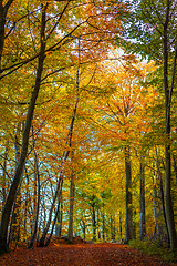 Image showing Tall trees in a forest at autumn