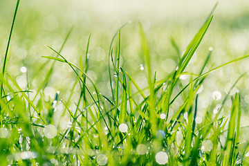 Image showing Wet grass in sunshine