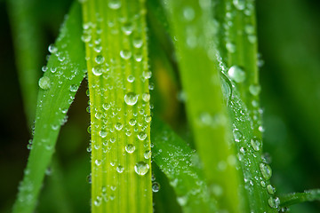 Image showing Grass after the rain
