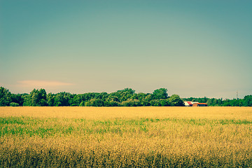 Image showing Golden crops on a field with a barn
