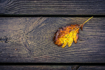 Image showing Autumn leaf on planks