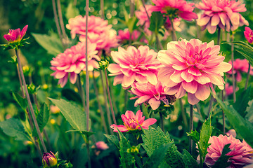 Image showing Violet flowers in a green garden