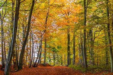 Image showing Forest with colorful trees in the autumn