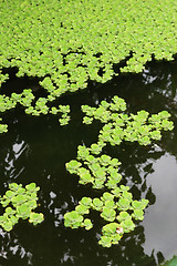 Image showing Water garden