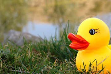 Image showing duck on lake