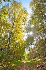 Image showing Autumn forest