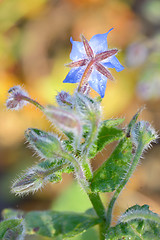 Image showing Starflower (Borago officinalis) blossom