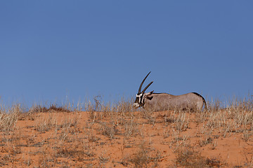 Image showing Gemsbok, Oryx gazella