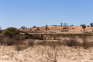 Image showing kgalagadi transfontier park