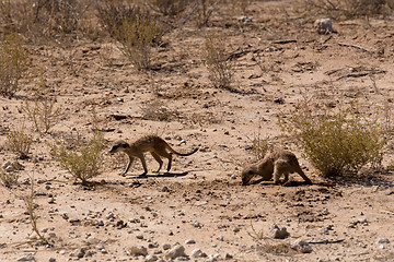 Image showing two meerkat or suricate