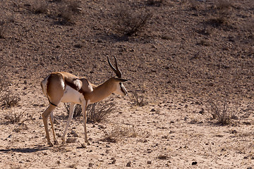 Image showing Springbok Antidorcas marsupialis in Kgalagadi