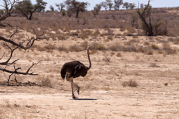 Image showing Ostrich Struthio camelus, in Kgalagadi, South Africa