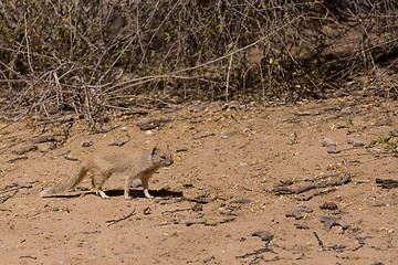 Image showing Yellow mongoose, Kalahari desert, South Africa