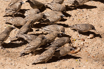 Image showing Sociable Weaver Bird at Kgalagadi